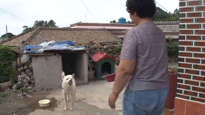 This dog’s got a rebellious streak—might as well wipe out his entire clan.