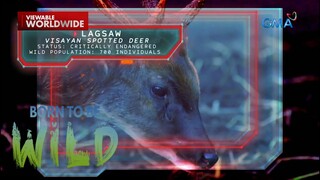 Doc Nielsen Donato, sinuri ang mga Visayan spotted deer | Born to be Wild