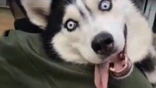 [Hewan]Anjing Husky sulit dipegang!