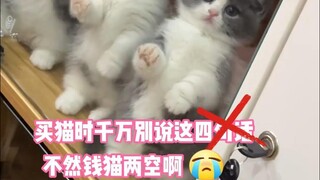 Tips Menghemat Uang Saat Membeli Kucing