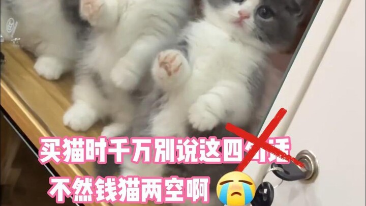 Tips Menghemat Uang Saat Membeli Kucing