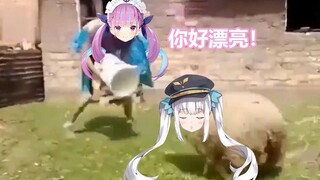 阿夸：这只软咩咩真漂亮！