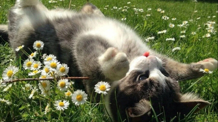 “Half of summer romance belongs to meow-meow!”