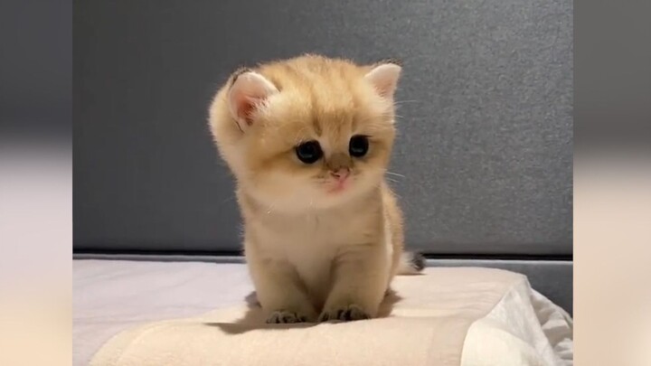 "It looks so polite!!"