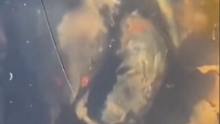 Little Creatures in the Sewer