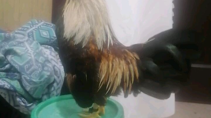 bantam collection