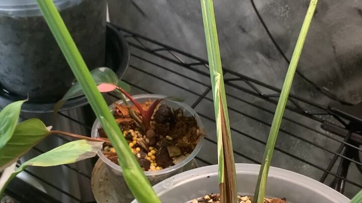 จะไปอยุ่กับเจ้าของใหม่แล้ว ไทคอน