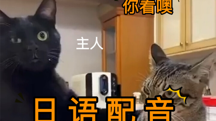 [The Talking Repair Cat] is in Japanese—how could it be like this?