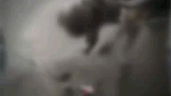 Anjing didikan ramos