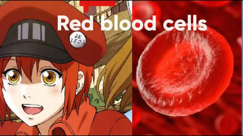 Cells at  vs Real life characters . Part 1 (Medical anime) -  Bilibili