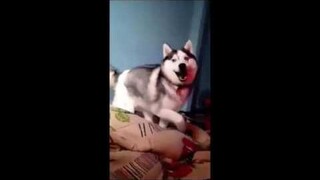 ไซบีเรียน ฮัสกี้ ปลุกพ่อทำมั้ย วันนี้วันหยุด แกงคั่ว cute siberian husky