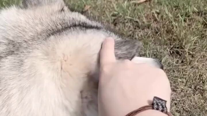 I never realized dog ears could be so chewy and rubbed. They look so good to hold! Dogs are so preci