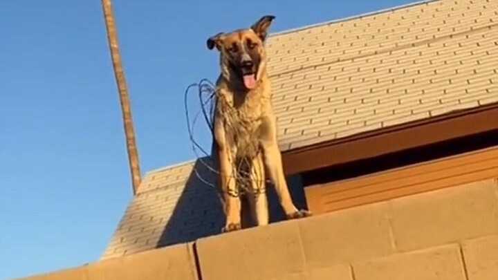 Untungnya dia tidak menggigit orang—sebenarnya dia mengerti segalanya!