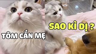 TINH TINH | Ở NHÀ CÓ 1 BẢO BỐI THƯƠNG MẸ THẾ NÀY THÍCH THẬT ĐÓ!! | Pets TV