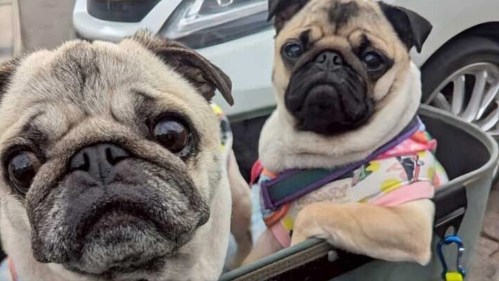 Pug