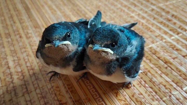 العصفوران الصغيران السمينان اللذان أنقذتهما كبرَا الآن، وهما مطيعان جدًا ويتصرفان مثل الكلاب الأليفة