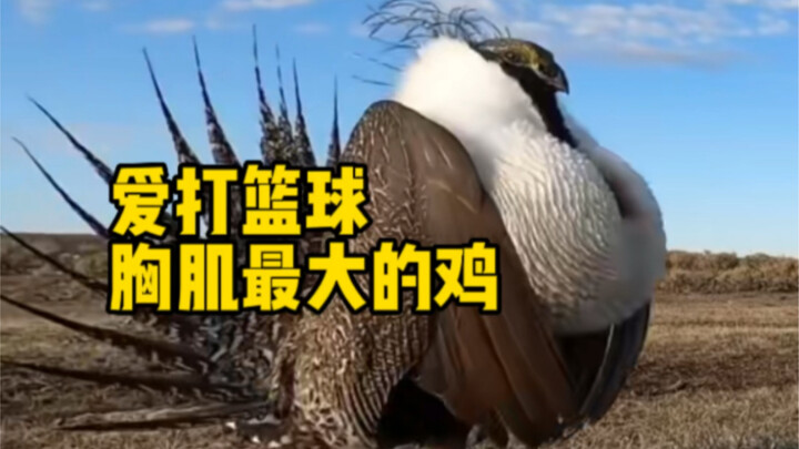 The chicken that loves playing basketball the most, I think, must be the Siberian grouse.