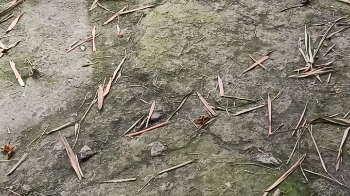 Galing ng kalabn kaso bwenas lng Manok ko..