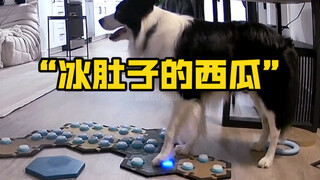 小狗BUN巨精准地形容“吃冰西瓜”