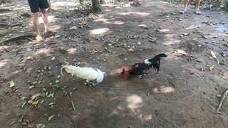 Peruvian 1/2 white hatch 9 monts spar!!