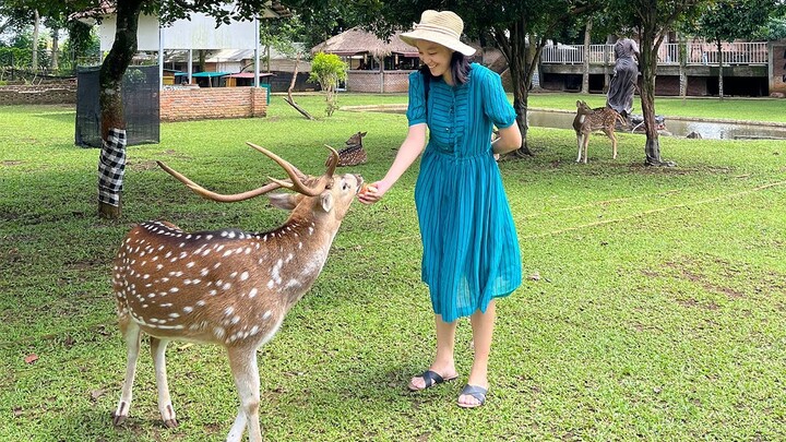 MAIN SAMA RUSA DI NARA KUPU VILLAGE DEPOK! ADA CAFE & KEBUN ORGANIK LOH!