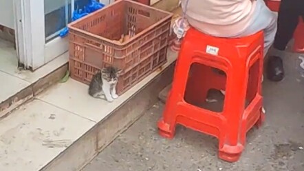 Such a well-behaved little kitten