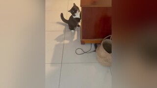 Tuôi đang nuôi phải đứa con trời đánh hả, gan quá trời gannnn meo meow cats cat meocute fypシ