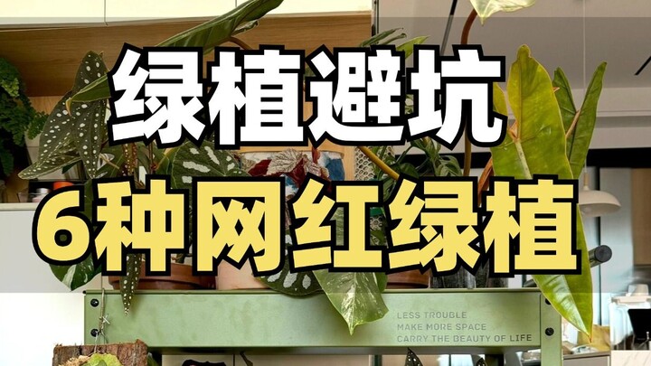6种网红绿植避坑！选这些小众绿植不踩坑