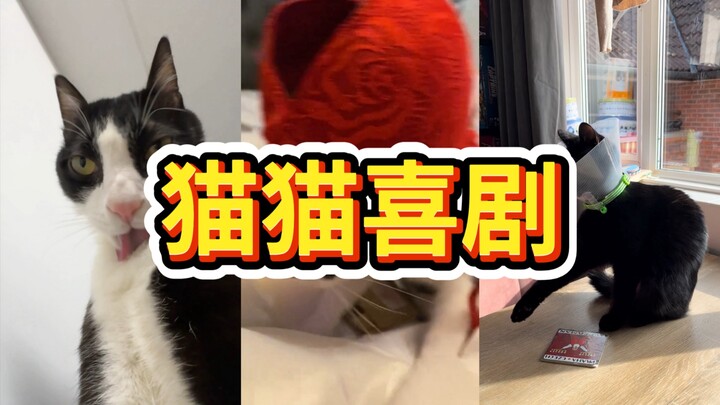 มายาคอมเมดี้ ตอนที่ 5 – แมวแมวขออวยพรให้คุณ!