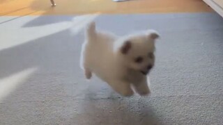 内有恶犬，请勿入内！