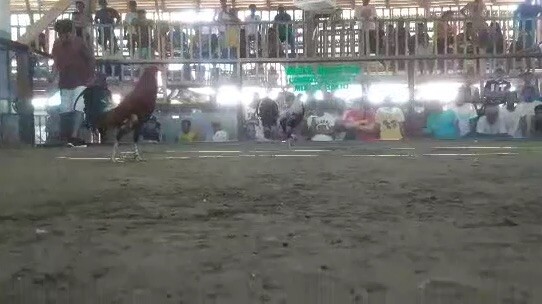 1st fight @gerona tarlac cockpit. WIN, May 13 2023
