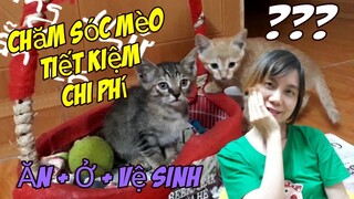 Cách chăm sóc mèo tiết kiệm chi phí