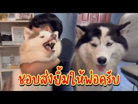 อย่ายิ้มดู๋หลายกูย้านมึงบักข้าวเหนียว (คิมิโนะโต๊ะ)