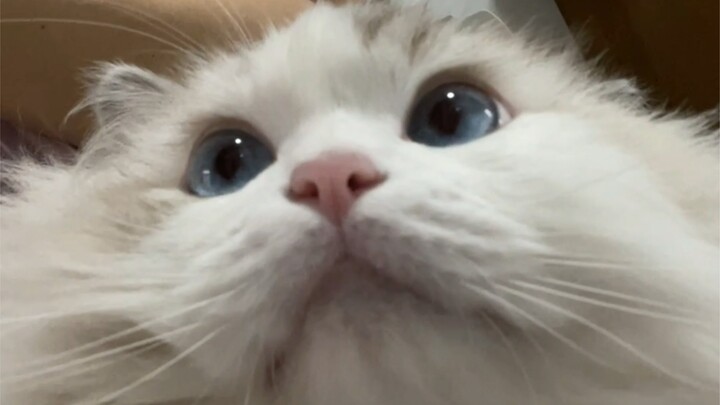 Why does it binge-watch dramas more than I do!