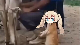The cat that asks Xinxia for milk