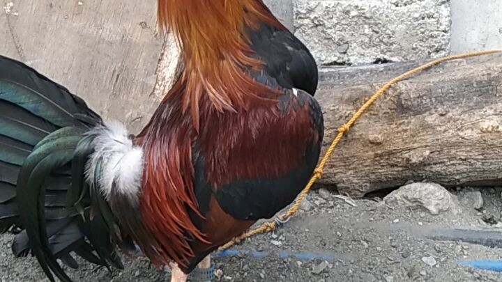 malapit na laban Nyo mga pare