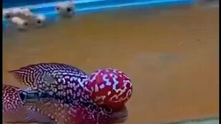 FlowerHorn
