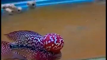 FlowerHorn