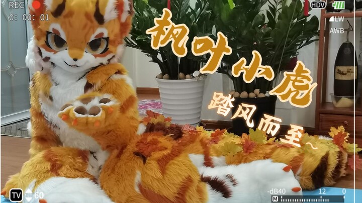 【Trang phục thú】Hổ nhỏ lá phong xuất hiện! Ấm áp đến tận tâm can bạn~