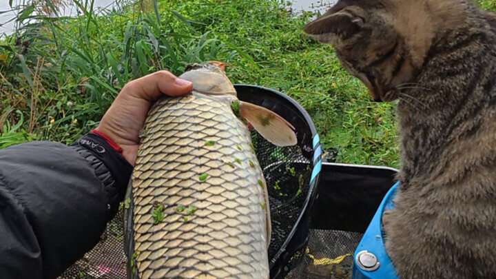 The carp I’m catching keep getting bigger—looks like I’ve stumbled upon a whole school of them today