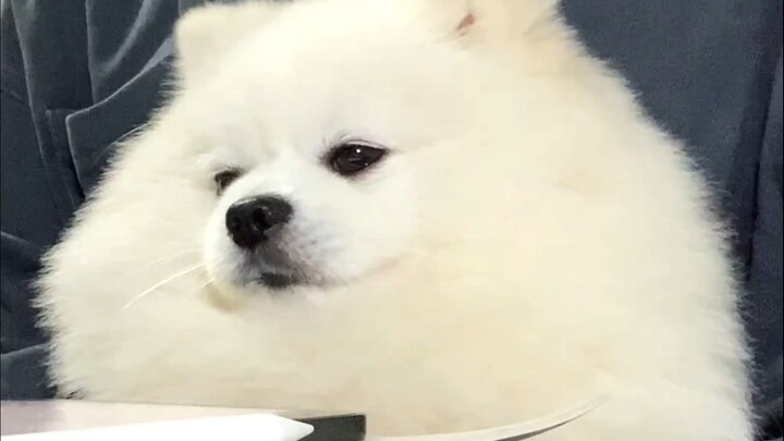 علمًا بأن الجبل يضم نمرًا، فلماذا تذهب إلى جبل لوتشوان؟