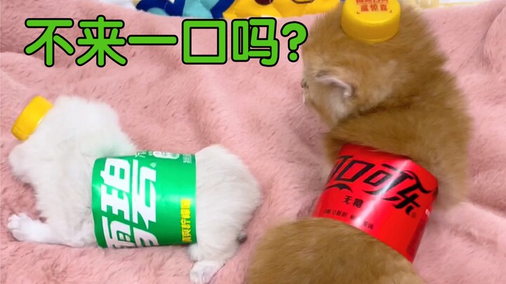 น้องแมวน่ารักขนาดนี้ แน่ใจนะว่าจะไม่กินอีกคำ?