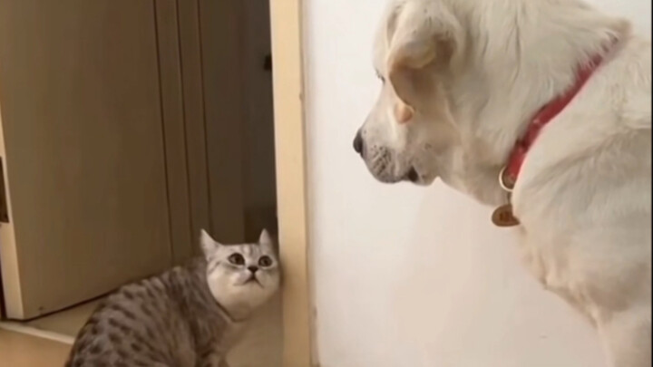 When the dog makes a mistake and gets kicked out to stand facing the wall