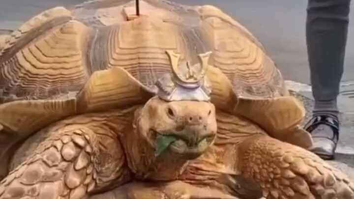 Quần áo của Lão Rùa Mù mùa đông hợp bộ với chiếc túi của ông nội quá!