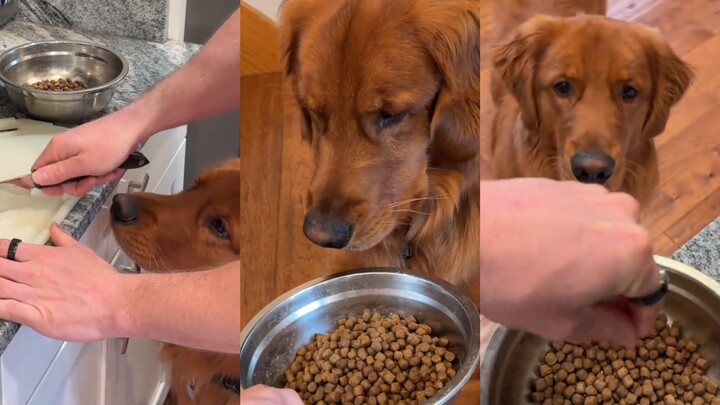 “My dog refuses to eat kibble unless I do these things…”