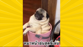 สัตว์เลี้ยงเพื่อนขนปุย : หมาหน้าย่นสุดขี้เล่น