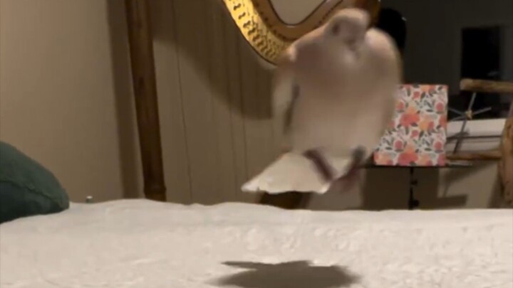 Interrupting the Turtle Dove’s Spell (Gold Experience Version)