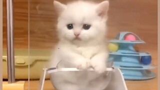 [Animals]They're so cute!