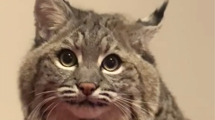 A foreign guy picked up a stray cat on his way home from work and gave it to his girlfriend, but as 