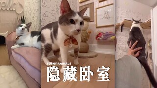 猫咪搬「新家」，豪华隐藏卧室参观！